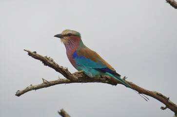 Lilac-breasted Roller in Kruger National Park, Mpumalanga, South Africa - 760793660