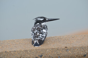 Pied Kingfisher in Kruger National Park, Mpumalanga, South Africa - 760793667