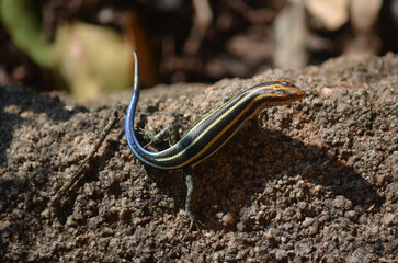 Rainbow Skink in Kruger National Park, Mpumalanga, South Africa - 760793682