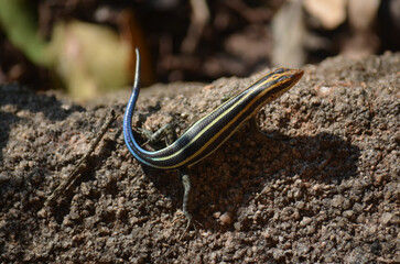 Rainbow Skink in Kruger National Park, Mpumalanga, South Africa - 760793684