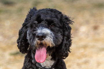 Close up portrait of a black cockapoo on a beach during a summers day