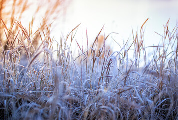 natural landscape with frost on the grass on a sunny frosty autumn morning - 760795414