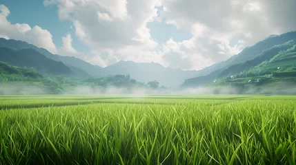 Fototapeten Green rice fields with clear skies  © muhammad