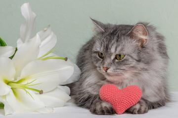 A pink knitted heart in the paws of a cat. A postcard with flowers and a gray fluffy cat for...