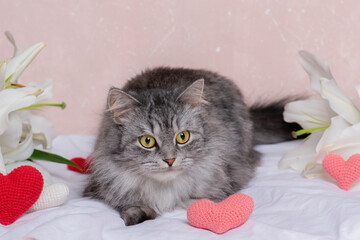 The cat lies with a red knitted heart and lilies on a light pink background. Valentine's Day...
