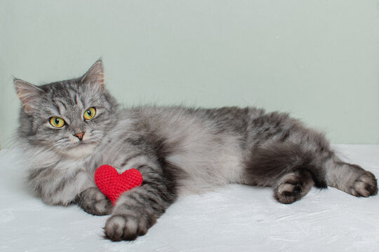 A red knitted heart in the paws of a cat on a light green background. A postcard with flowers and a gray fluffy cat for Valentine's Day. Festive background with a cat. a place to copy