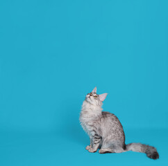 Mock up with grey Maine coon cat looking up at blue background with copy space.