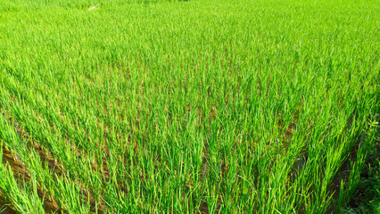 Close up view of super green and fresh rice plants in Indonesian rice fields