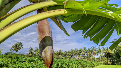 Banana tree with banana flowers blue sky background in Indonesia - obrazy, fototapety, plakaty