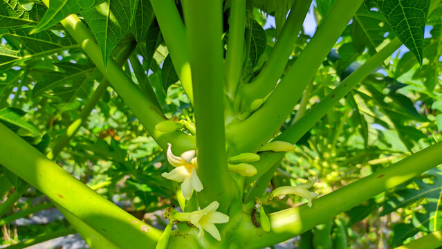 Close-up view of a plantation of fresh and lush green papaya fruit trees