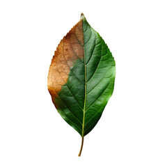 leaf transparent psd