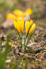 Yellow crocuses in the grass in spring