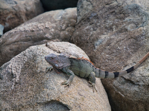 An iguana on rocks on the island of Saint Maarten in the Caribbean