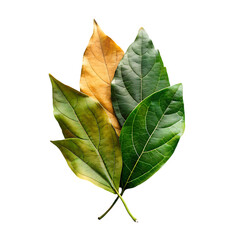 leaf transparent psd