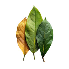 leaf transparent psd