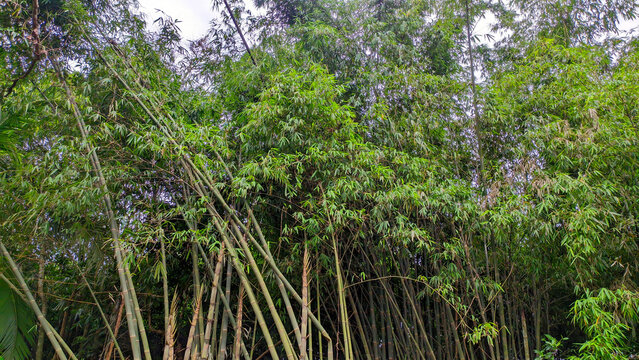Green bamboo trees in Indonesia grow abundantly, bamboo forests
