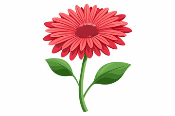 Gerbera flower with stem and dark green leaves, vector art illustration