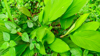 The turmeric plant is a spice native to Southeast Asia, Curcuma longa