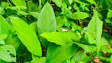 The turmeric plant is a spice native to Southeast Asia, Curcuma longa