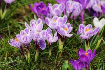 Spring flowers, Violet Giant Dutch, Crocus vernus.