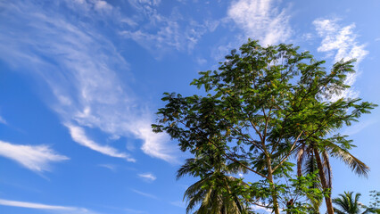 Background view of blue sky with trees copy space in Indonesia