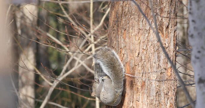 un écureuil gris mange du suif dans une mangeoire à oiseaux en hiver	