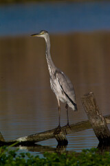great blue heron ardea cinerea Gray Heron, Gray Heron (Ardea cinerea). Cabras, Oristano, Sardinia, Italy.
