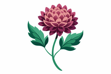 Chrysanthemum flower with stem and dark green leaves, vector art illustration