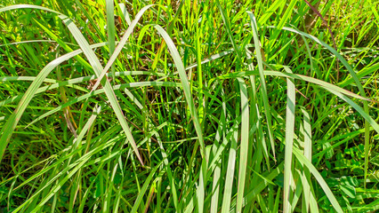 The green alang alang wild grass plant in Indonesia or Imperata cylindrica