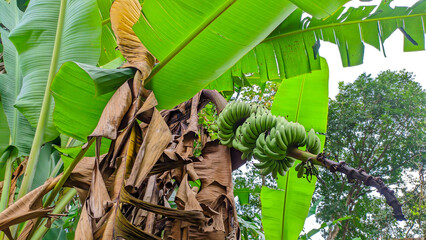 Close up of fresh green bananas ready to harvest