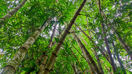 Green bamboo trees in Indonesia grow abundantly, bamboo forests