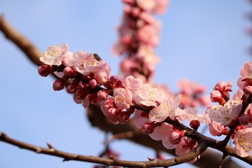Japanese plum blossoms