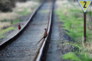 Postkartenmotiv: Farbenfrohe Tiere (Rebhühner) auf alten Bahngleisen einer stillgelegten,...