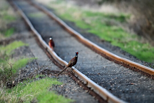 Farbenfrohe Tiere (Rebhühner) auf alten Bahngleisen einer stillgelegten Bahn-Strecke