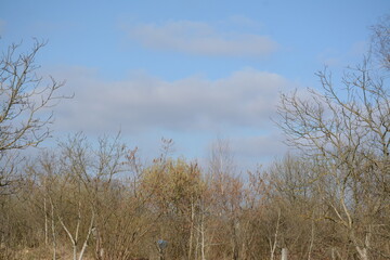 Trees without foliage in early spring against a blue sky