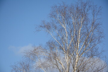 Birch tree without leaves in early spring against a blue sky