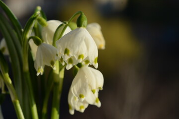 White spring snowdrops on a blurred background