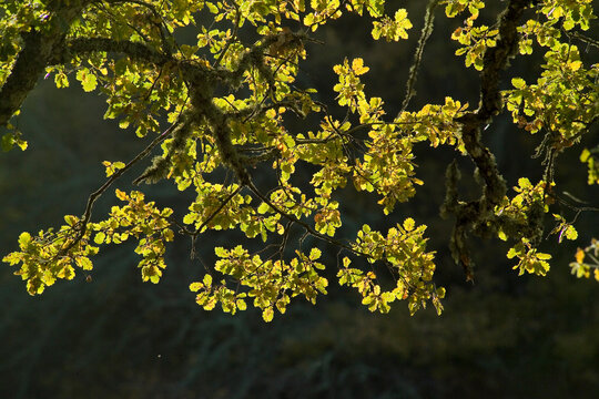 Beautiful green leaves on the branches of downy or pubescent oak, back light. downy oak (Quercus pubescens). Mularza Noa, Bolotana, Nuoro, Sardinia, Italy
