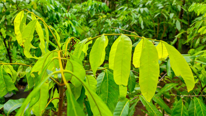 A close up of a lush longan leaf tree plant in an Indonesian garden