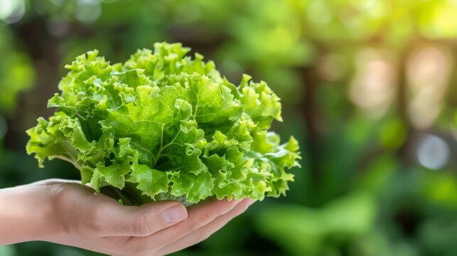 Fresh lettuce leaves held in hand, assorted lettuce selection on blurred background with copy space