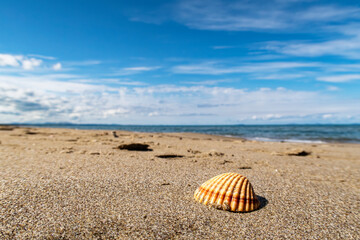 Fototapeta na wymiar Shell on a beach of the mediterranean sea