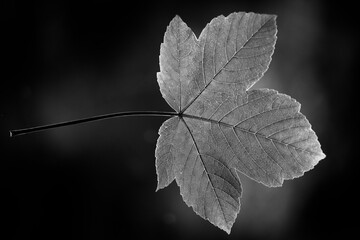 leaf of maple in black and white - 760811287