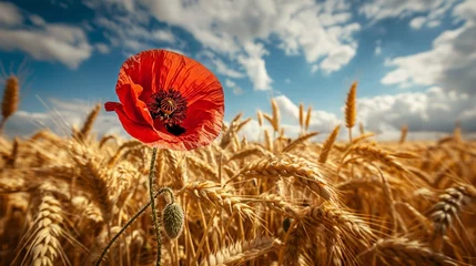 Fototapeten A fiery red poppy standing boldly against a backdrop of golden wheat fields under the summer sun. © Its Your,s