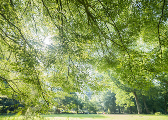 very green leaves under tree in sunny park - 760811499