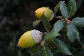 Acorns. Holm oak (Quercus ilex). Alghero. Sardinia. Italy