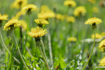 yellow dandelions, blooming mother and stepmother flowers in green grass, .Dandelion officinalis