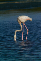 pink flamingo (Phoenicopterus ruber), Stintino, Sardinia, Italy. (Greater) Flamingo. Italy