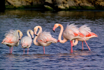 flamingos in their natural environment. A flock of flamingos in saltwater pond Stintino, Sardinia, Italy