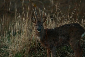 Deer in long grass