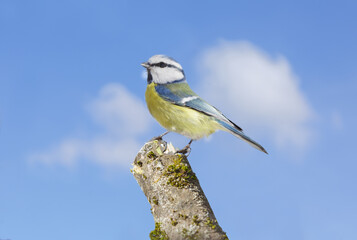 Bird perching on a stump of tree on sky background. Blue tit. Parus caeruleus - 760815260